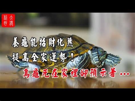 烏龜招財|養烏龜招財：改善風水、提升運勢的秘訣 